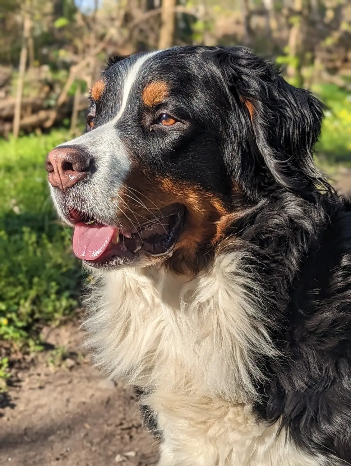 Hund