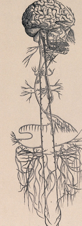 Transgenerationales Trauma